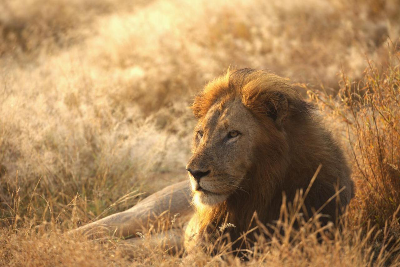 Imagine Africa Luxury Tented Camp Заповедник Балуле Экстерьер фото